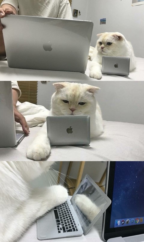 고양이가 컴퓨터할때 방해한다면