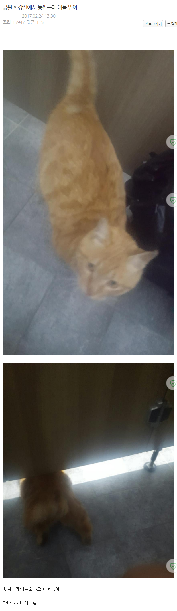 화장실에 찾아온 냥이 | 인스티즈