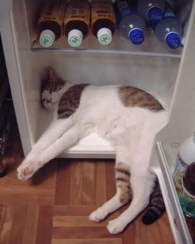 폭염에서 살아남는 방법 | 인스티즈