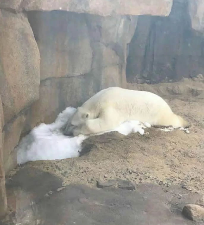 얼음에 집착하는 북극곰