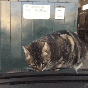 580592_1520557650.gif