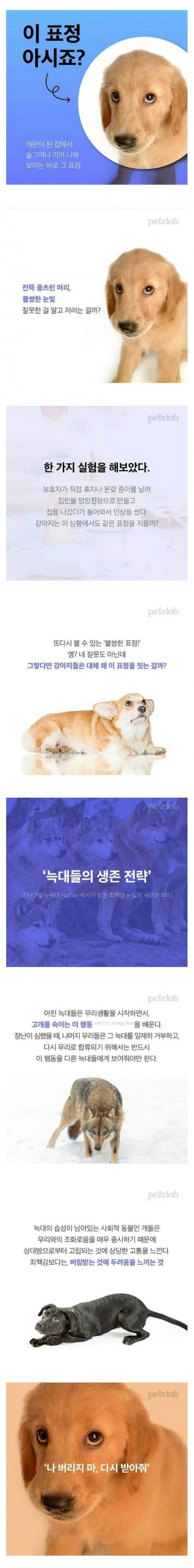 개들이 이 표정을 짓는 이유