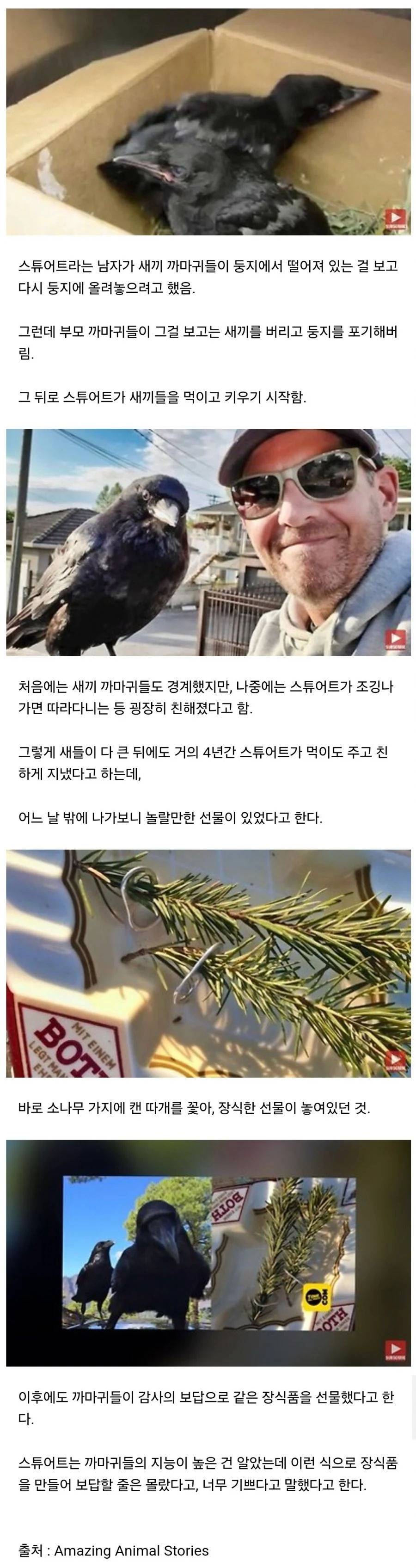 까마귀의 보답