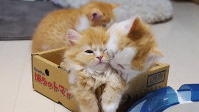 908063_1691487479.gif